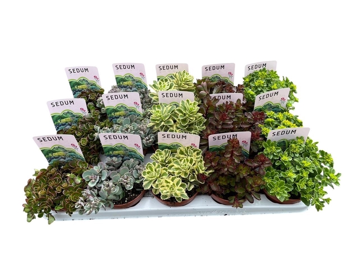 <h4>Sedum mix in tray</h4>
