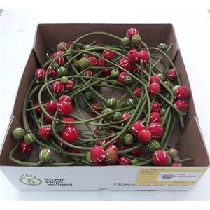 Sier Diplocyclos Red Per Box