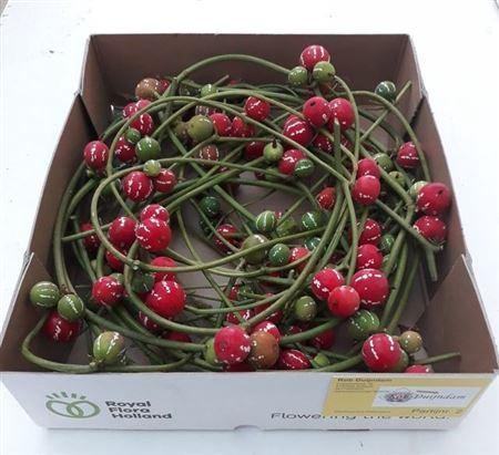 <h4>Sier Diplocyclos Red Per Box</h4>