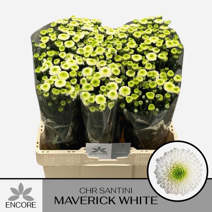 <h4>CHR S MAVERICK WHITE</h4>
