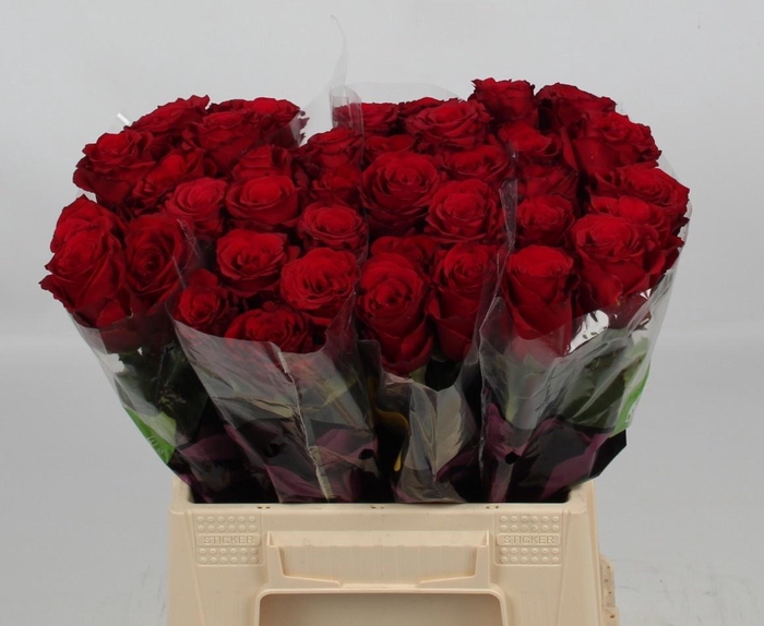 <h4>R GR UPPER CLASS</h4>