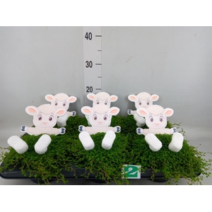 Soleirolia soleirolii   ...green