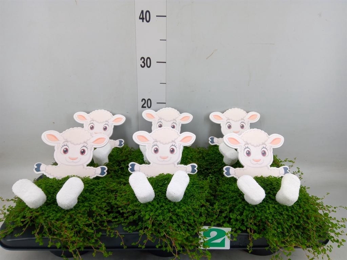 <h4>Soleirolia soleirolii   ...green</h4>