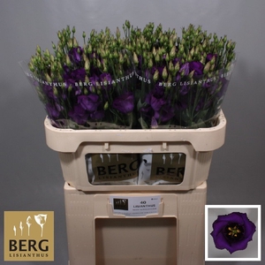 Lisianthus Piccolo Violet