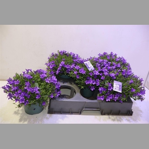 Camp Portenschlagian