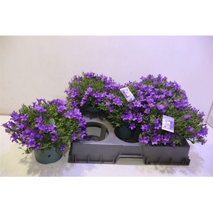 arr8 Camp Portenschlagian