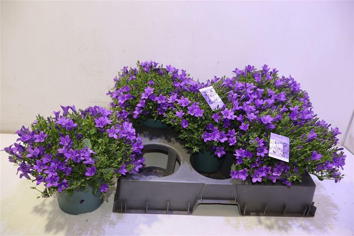 <h4>arr8 Camp Portenschlagian</h4>