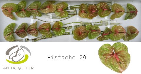 <h4>Anthurium Pistache</h4>