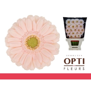 GE MI ALIX-NOOR-Diamond*20