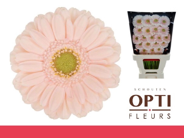 <h4>Germini Alix-Noor Diamond</h4>