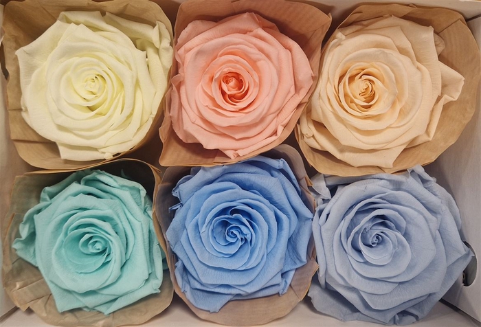 Ro Pres Classic Mix Pastel