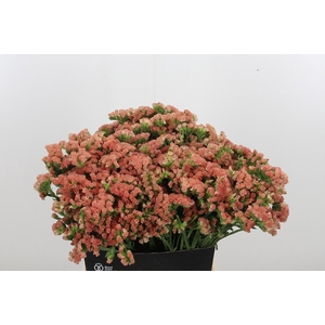 Lim S Royal Orange