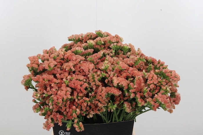 <h4>Lim S Royal Orange</h4>