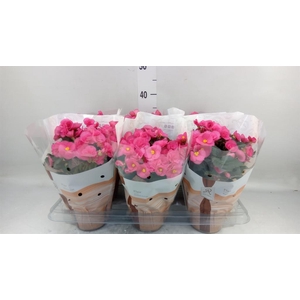Begonia elat. HL 'Adonia Pink'