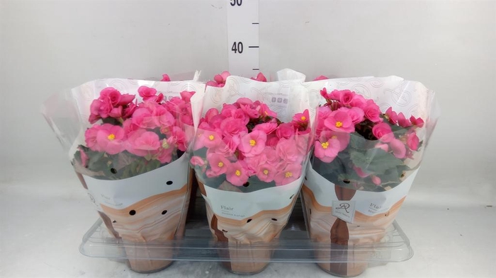 <h4>Begonia elat. HL 'Adonia Pink'</h4>