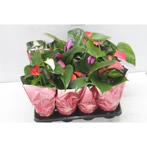 ANTHURIUM VARIADO P06