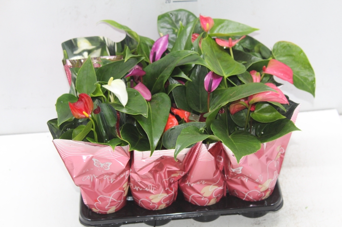 <h4>ANTHURIUM VARIADO P06</h4>