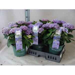Hydrangea mac.