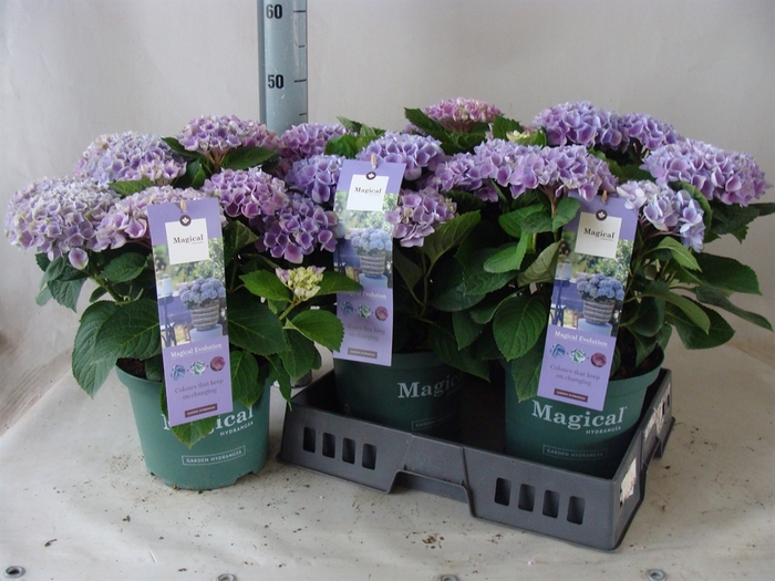<h4>Hydrangea mac.</h4>