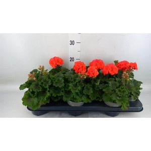 Pelargonium zona. 'Savannah Orange'