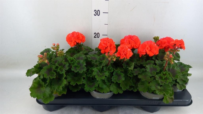 <h4>Pelargonium zona. 'Savannah Orange'</h4>