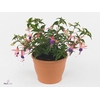 FUCHSIA ROSALIEN