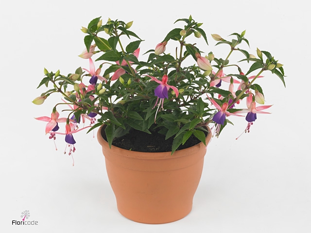 FUCHSIA ROSALIEN