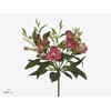 Alstroemeria fl noa