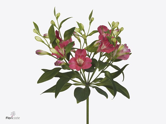 Alstroemeria fl noa