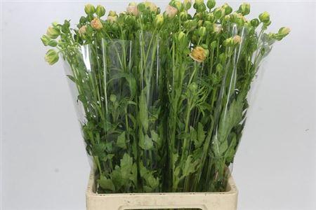 Ran Co Mag Mascarpon