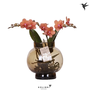 Phalaenopsis overig oranje