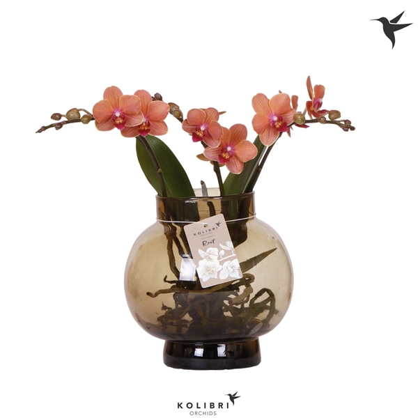 <h4>Phalaenopsis overig oranje</h4>