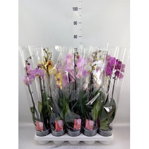Phalaenopsis   ...mix