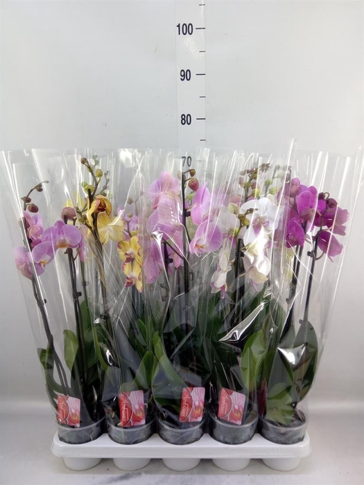 <h4>Phalaenopsis   ...mix</h4>