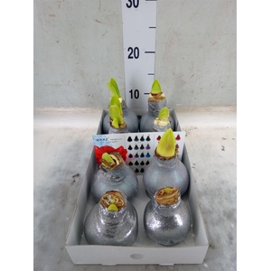 Hippeastrum   ...waxed