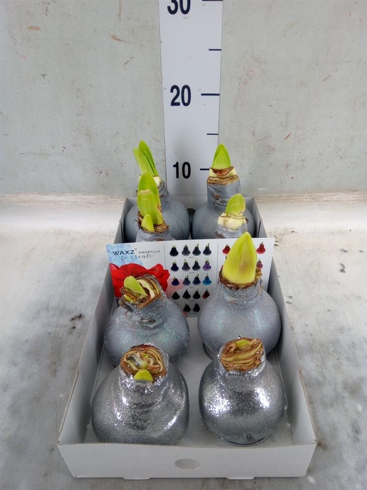 <h4>Hippeastrum   ...waxed</h4>