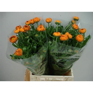 Calendula officinalis 'Green Spot Orange'