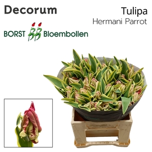 TU PA HERMANI PARROT