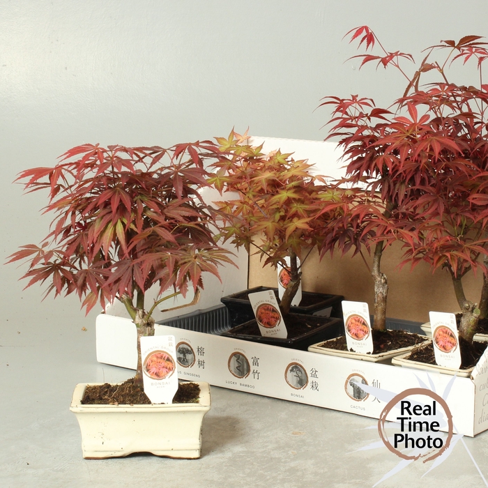<h4>BONSAI OV</h4>