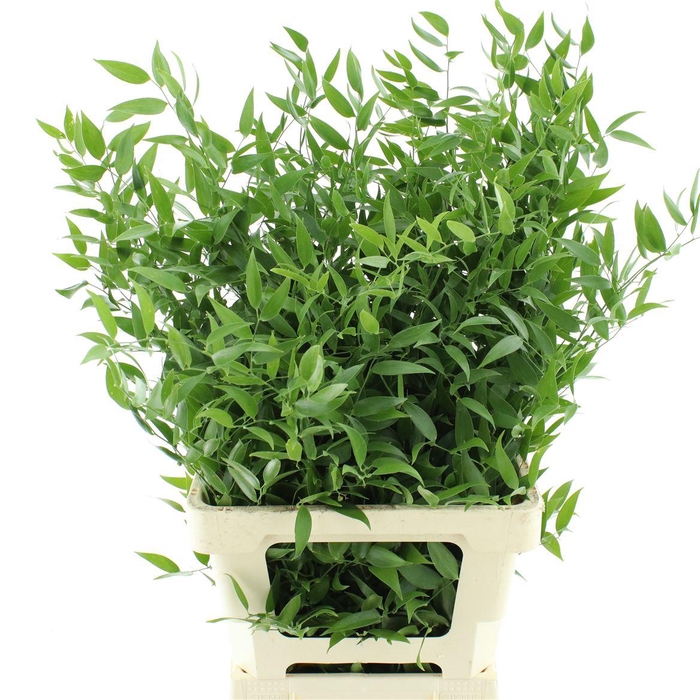 <h4>Ruscus Soft Middle 150 Gram</h4>
