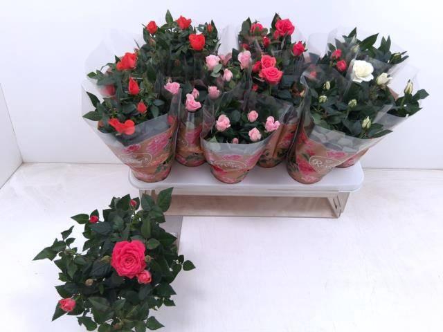 <h4>RO FAV RO GEM 4 SRT</h4>