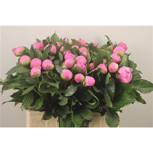 Paeo L Mr Jules Elie