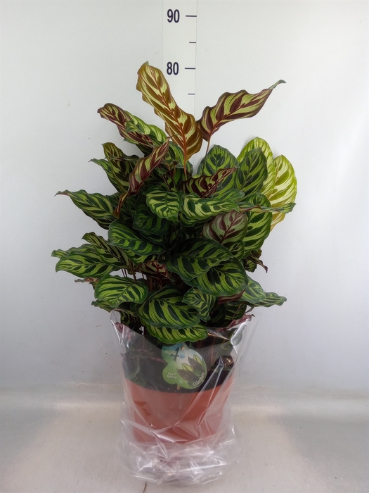 <h4>Calathea makoyana</h4>