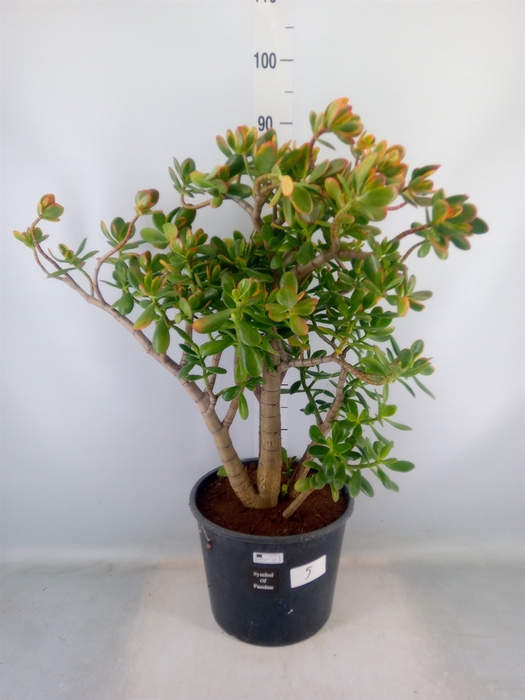 <h4>Crassula ovata 'Sunset'</h4>