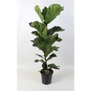 Ficus Lyrata 21 cm