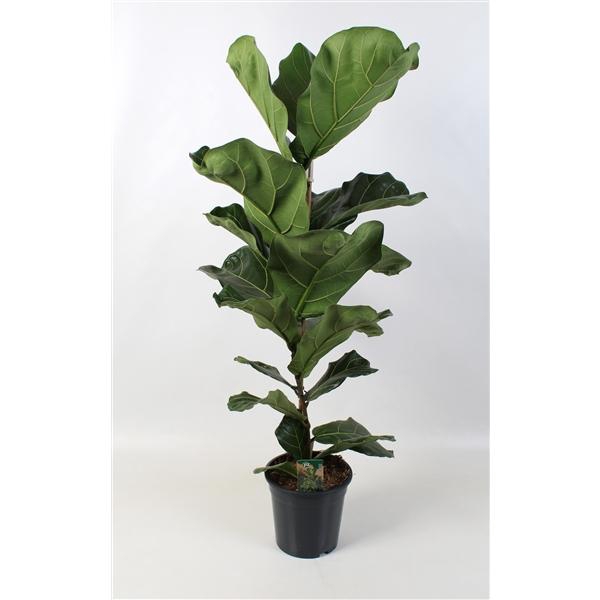 <h4>Ficus Lyrata 21 cm</h4>