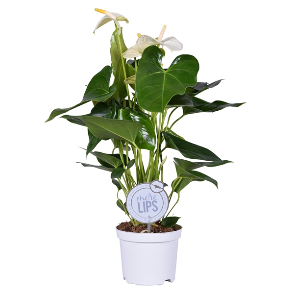 <h4>MoreLIPS® Anthurium Sharada white</h4>