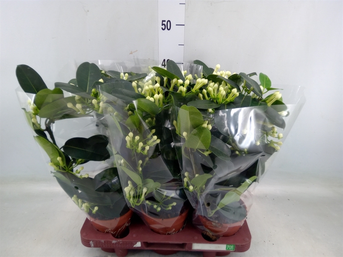 <h4>Stephanotis floribunda   ...</h4>