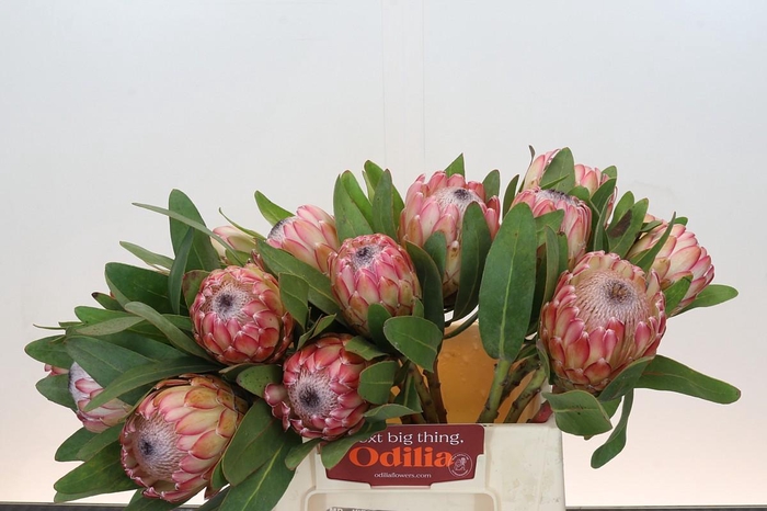 <h4>Protea Susara</h4>