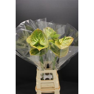 Anthurium Olivius